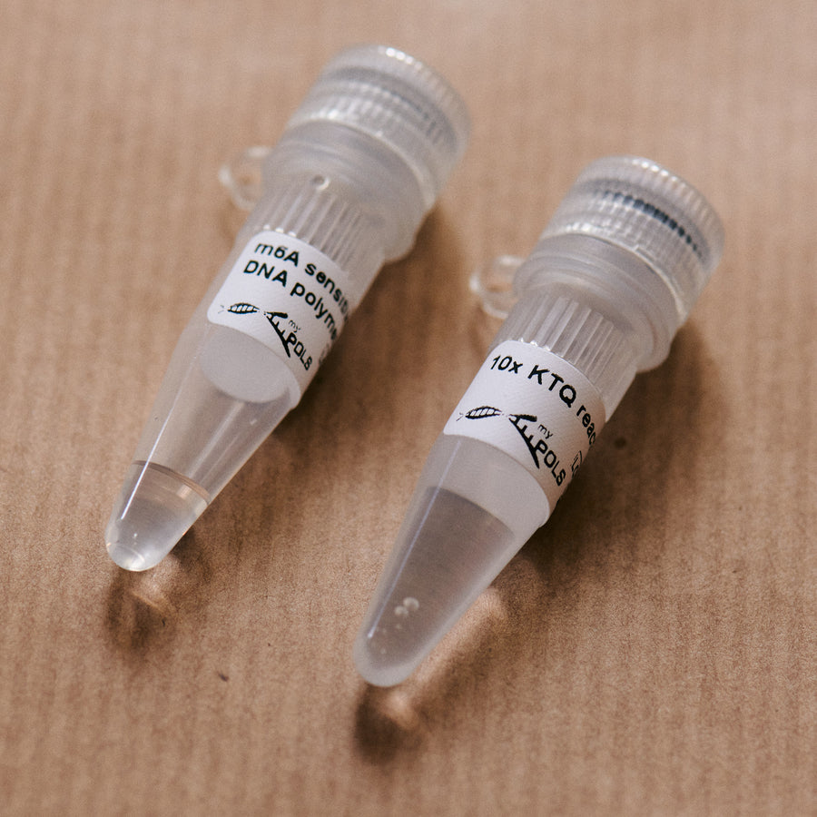 m6A sensitive RT-KTQ DNA Polymerase Mutant