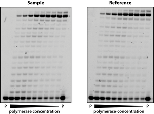 DNA Polymerase Activity Tests and QC Services - Mypols.de