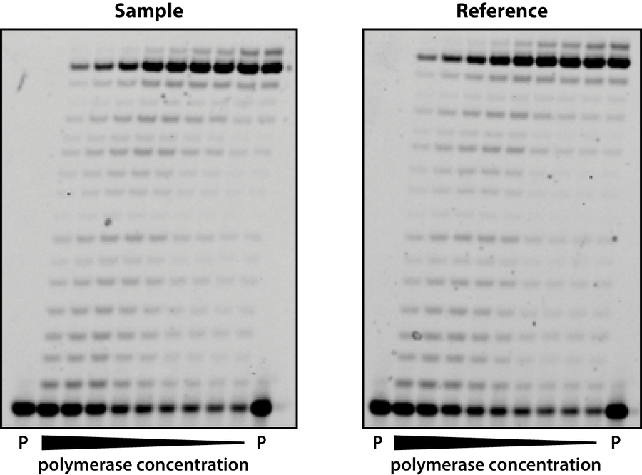 DNA Polymerase Activity Tests and QC Services - Mypols.de